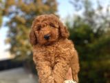 Red Brown Di̇şi̇ Poodle Bebeği̇mi̇z