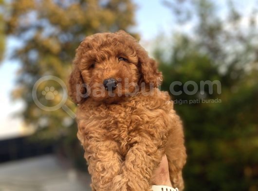Red Brown Di̇şi̇ Poodle Bebeği̇mi̇z görsel