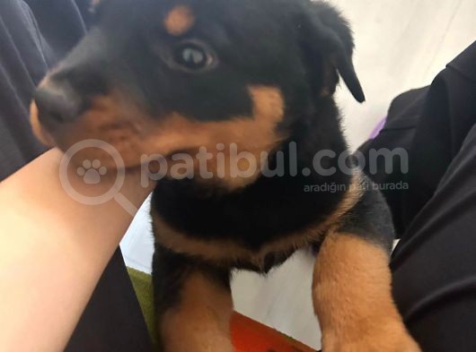 Macar Rotweiller Yavru görsel