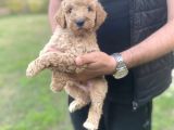 Dev Boy Nadi̇r Bulunan Poodle Bebekler