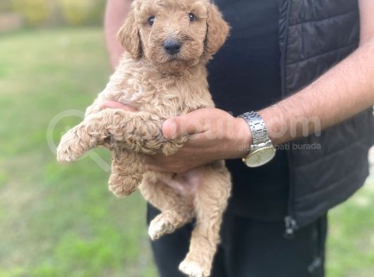 Dev Boy Nadi̇r Bulunan Poodle Bebekler görsel