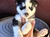 Husky Safkan Yavrular