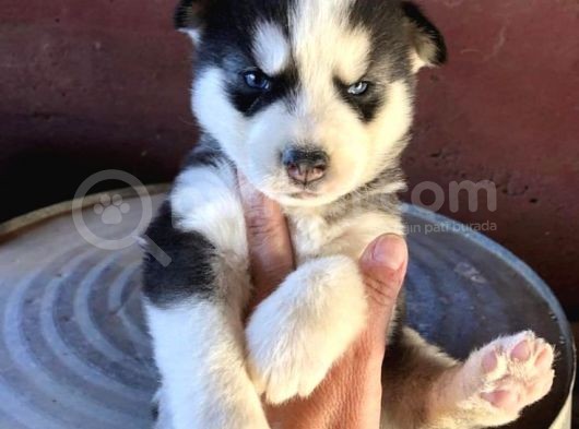 Husky Safkan Yavrular görsel