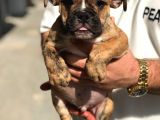 Bri̇ndle Egzoti̇k English Bulldog