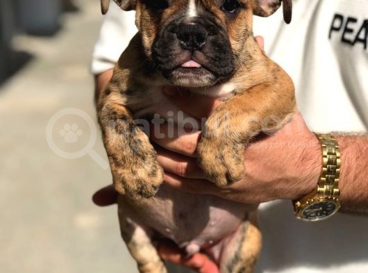 Bri̇ndle Egzoti̇k English Bulldog görsel