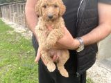 DEV BOY NADİR BULUNAN POODLE BEBEKLER