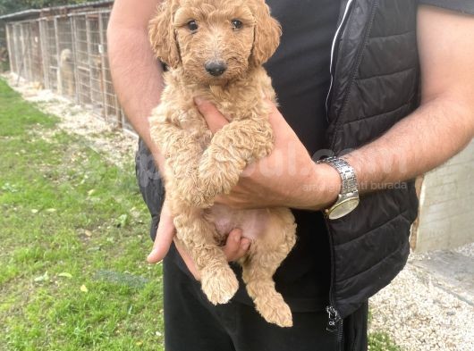 Dev Boy Nadi̇r Bulunan Poodle Bebekler