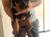 Macar Rotweiller Yavru