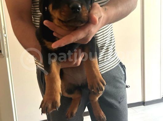 Macar Rotweiller Yavru