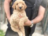 Dev Boy Nadi̇r Bulunan Poodle Bebekler