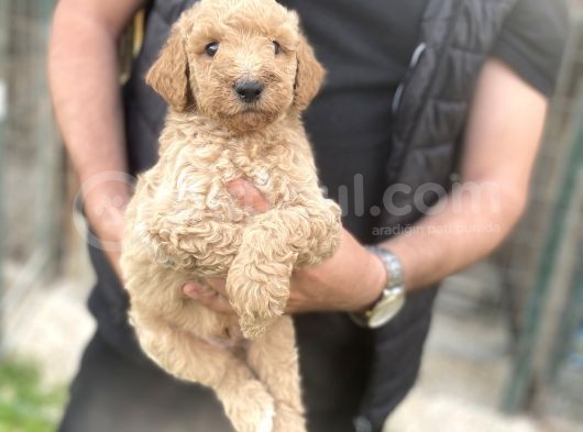 Dev Boy Nadi̇r Bulunan Poodle Bebekler görsel