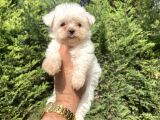 Teacup Maltese Terri̇er Bebekler