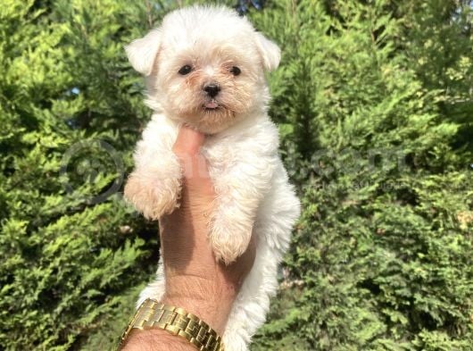 Teacup Maltese Terri̇er Bebekler görsel