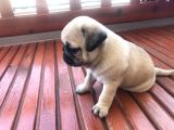 Pug Bebeklerimiz
