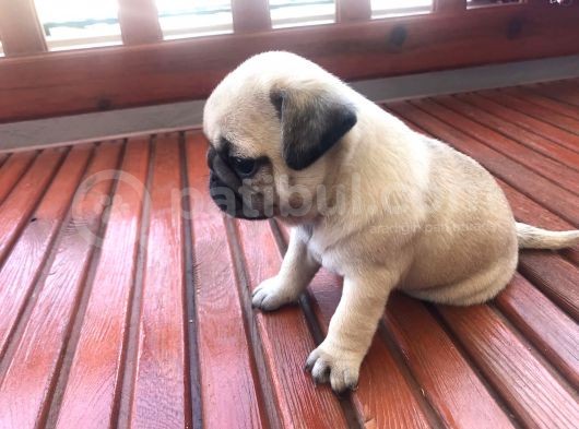 Pug Bebeklerimiz görsel