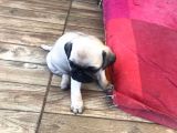 Pug Bebeklerimiz