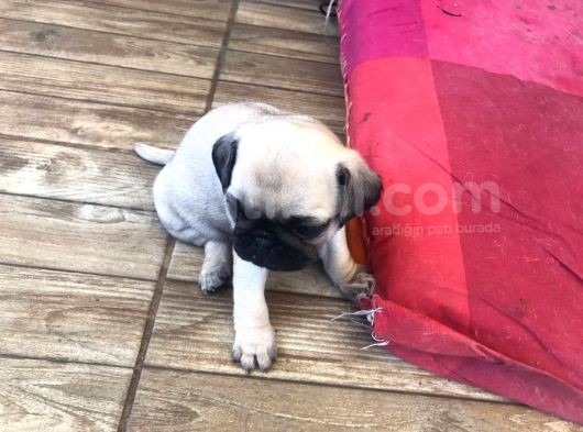 Pug Bebeklerimiz görsel