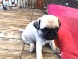Pug Bebeklerimiz
