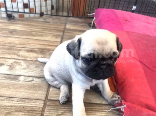Pug Bebeklerimiz görsel
