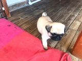 Pug bebeklerimiz