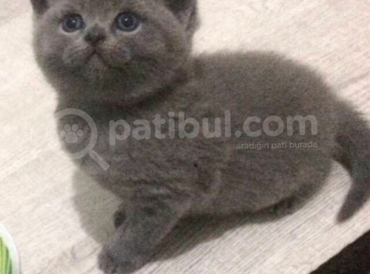 Özel Seri Blue Point Yavrularım Safkan Gri Yavrulaırm görsel