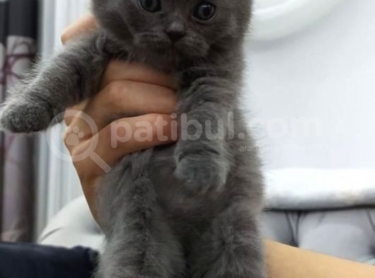 Özel Seri Blue Point Yavrularım Safkan Gri Yavrulaırm görsel