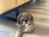 Irk Ve Sağlık Garantili Erkek Shihtzu