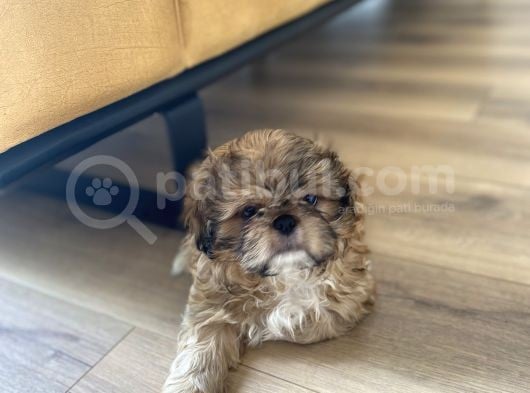 Irk Ve Sağlık Garantili Erkek Shihtzu görsel