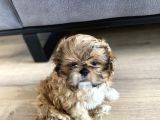 Irk ve sağlık garantili erkek shihtzu