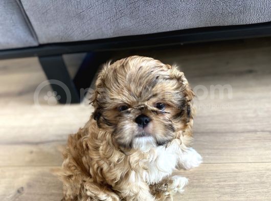 Irk Ve Sağlık Garantili Erkek Shihtzu