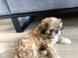 Irk Ve Sağlık Garantili Erkek Shihtzu