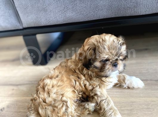 Irk Ve Sağlık Garantili Erkek Shihtzu görsel