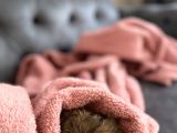 Irk Ve Sağlık Garantili Erkek Shihtzu