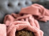 Irk Ve Sağlık Garantili Erkek Shihtzu