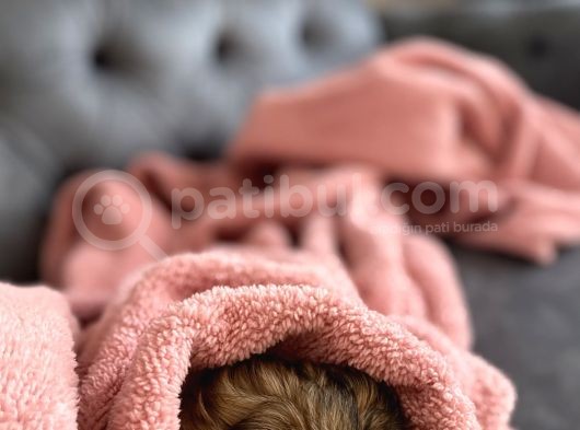 Irk Ve Sağlık Garantili Erkek Shihtzu görsel
