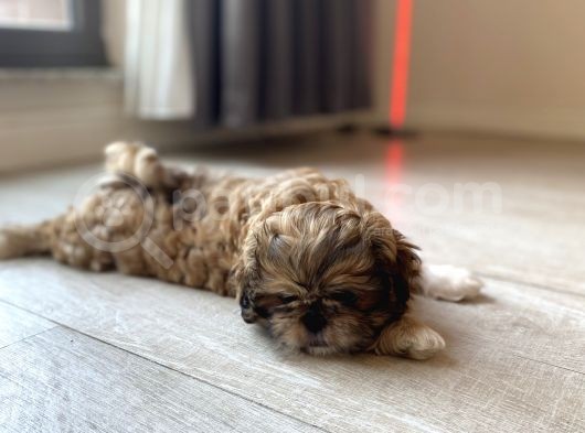 En Mini Boy Erkek Shihtzu görsel