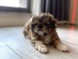 En Mini Boy Erkek Shihtzu