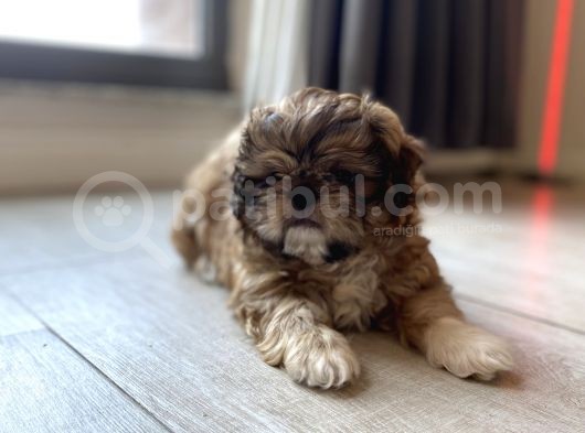En Mini Boy Erkek Shihtzu görsel