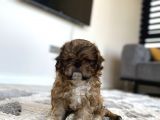 En Mini Boy Erkek Shihtzu