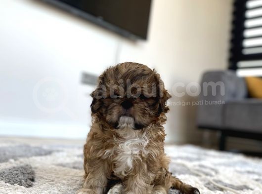 En Mini Boy Erkek Shihtzu görsel