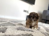 En Mini Boy Erkek Shihtzu