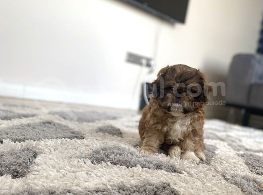En Mini Boy Erkek Shihtzu görsel