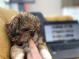 En Mini Boy Erkek Shihtzu