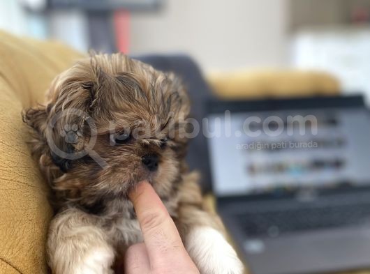 En Mini Boy Erkek Shihtzu