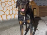 10 Aylık Aşılı Koca Kafa Rottweiler