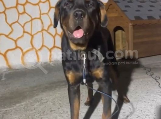 10 Aylık Aşılı Koca Kafa Rottweiler görsel