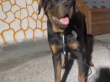 10 Aylık aşılı koca kafa rottweiler