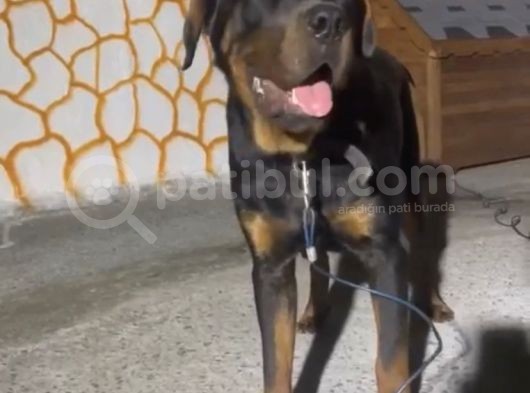 10 Aylık Aşılı Koca Kafa Rottweiler