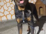 10 Aylık Aşılı Koca Kafa Rottweiler