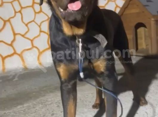 10 Aylık Aşılı Koca Kafa Rottweiler görsel